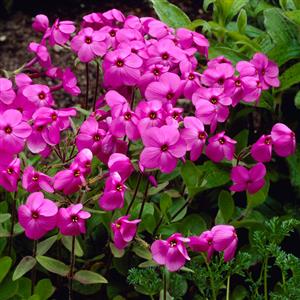 phlox-stolonifera-home-fires-creeping-phlox