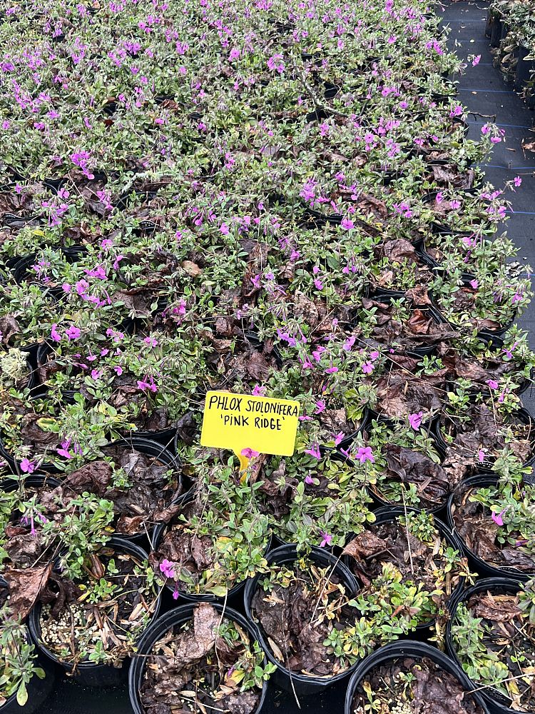 phlox-stolonifera-pink-ridge-creeping-phlox