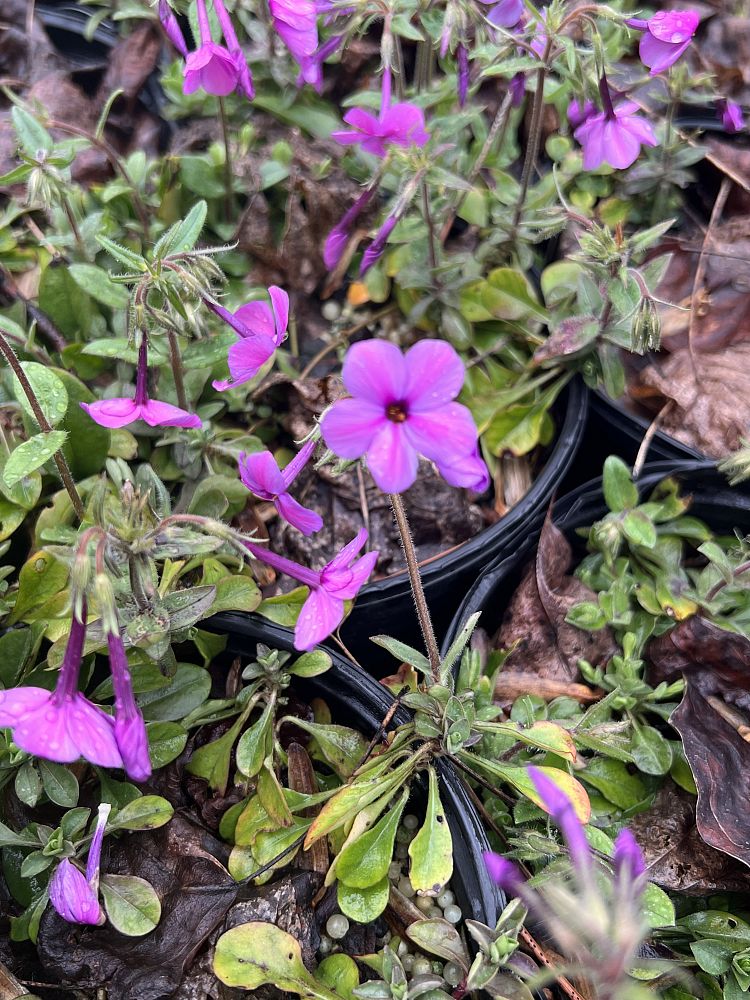 phlox-stolonifera-pink-ridge-creeping-phlox