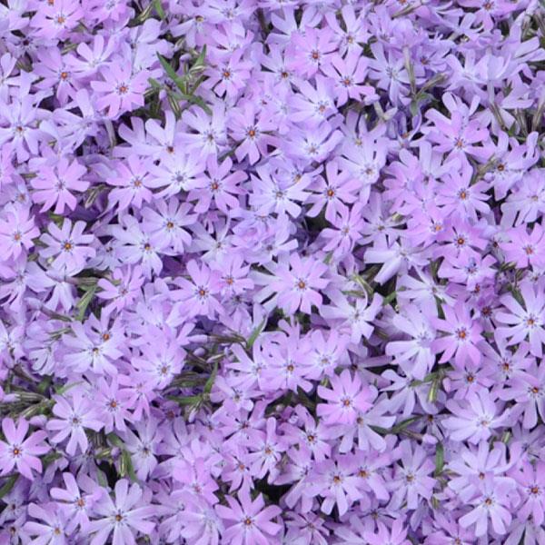 phlox-subulata-bedazzled-lavender-hybrid-spring-phlox