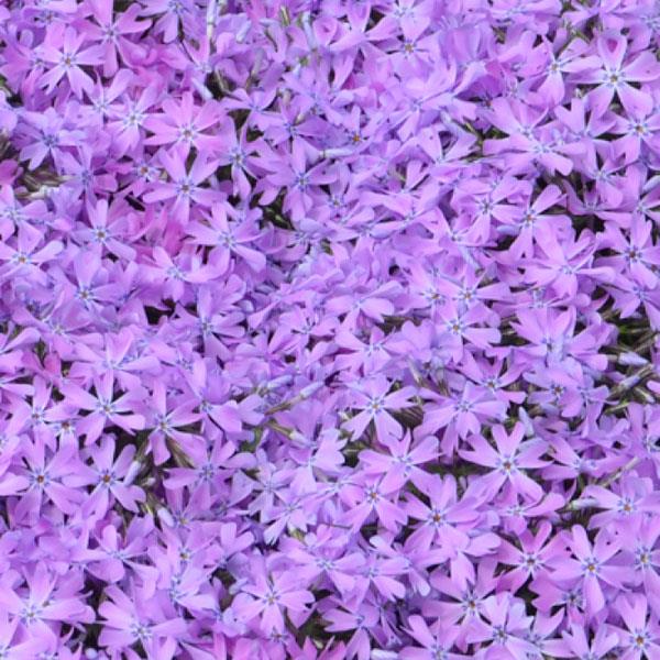 phlox-subulata-bedazzled-orchid-hybrid-spring-phlox