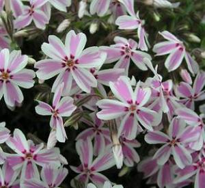 phlox-subulata-candy-stripe-moss-phlox-creeping-phlox
