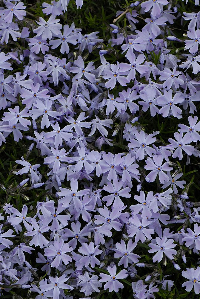 phlox-subulata-emerald-blue-moss-phlox-creeping-phlox