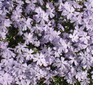phlox-subulata-emerald-cushion-blue-moss-phlox-creeping-phlox
