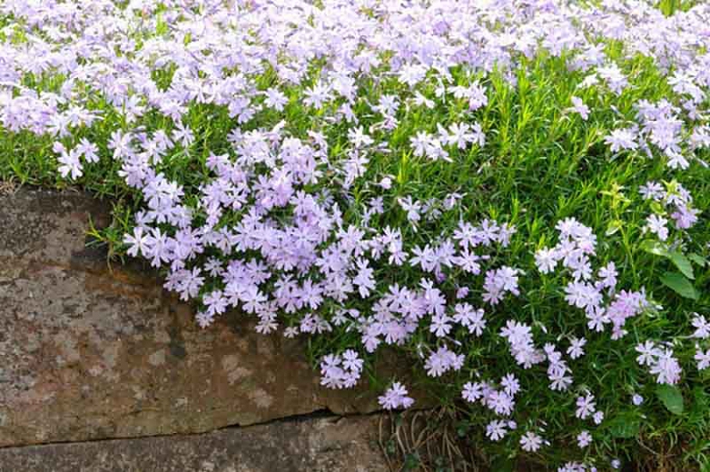 phlox-subulata-emerald-cushion-blue-moss-phlox-creeping-phlox