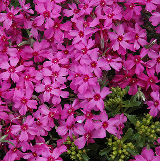 phlox-subulata-emerald-pink-moss-phlox-creeping-phlox
