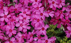 phlox-subulata-emerald-pink-moss-phlox-creeping-phlox
