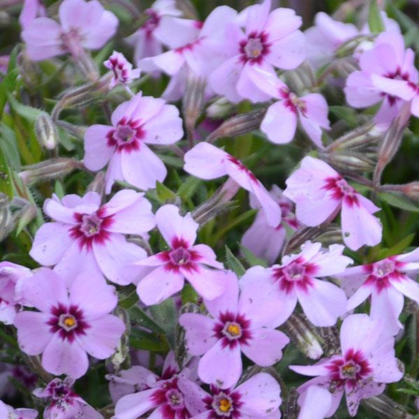 phlox-subulata-eye-candy-moss-phlox-creeping-phlox