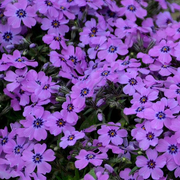 phlox-subulata-eye-shadow-moss-phlox-creeping-phlox