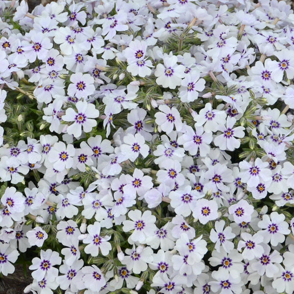 phlox-subulata-north-hills-moss-phlox-creeping-phlox