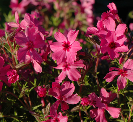 phlox-subulata-scarlet-flame-moss-phlox-creeping-phlox