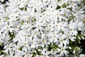 phlox-subulata-snowflake-moss-phlox-creeping-phlox