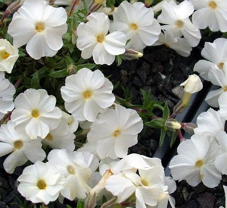 phlox-subulata-white-delight-moss-pink-creeping-phlox
