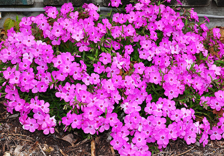 phlox-x-procumbens-pink-profusion-creeping-phlox