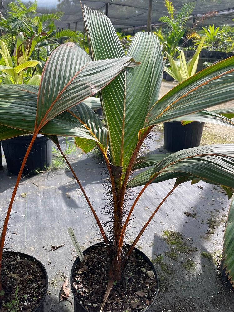 phoenicophorium-borsigianum-thief-palm