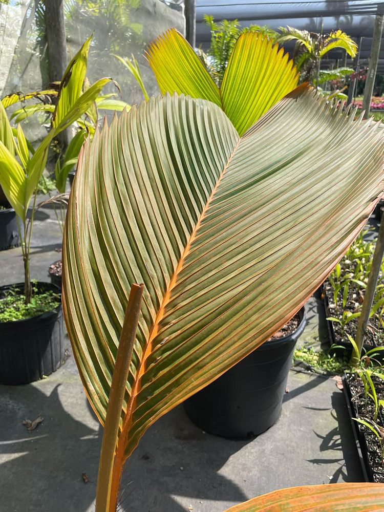 phoenicophorium-borsigianum-thief-palm