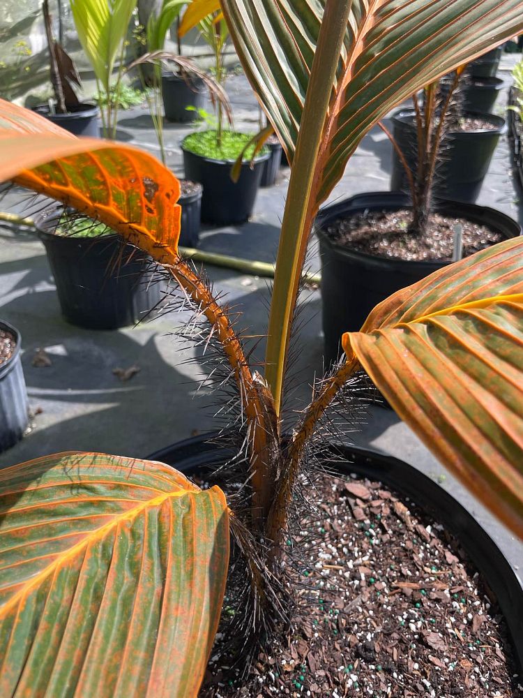 phoenicophorium-borsigianum-thief-palm