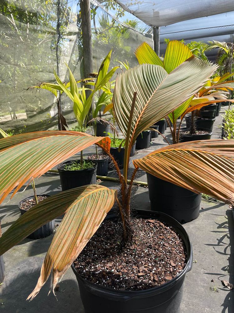 phoenicophorium-borsigianum-thief-palm