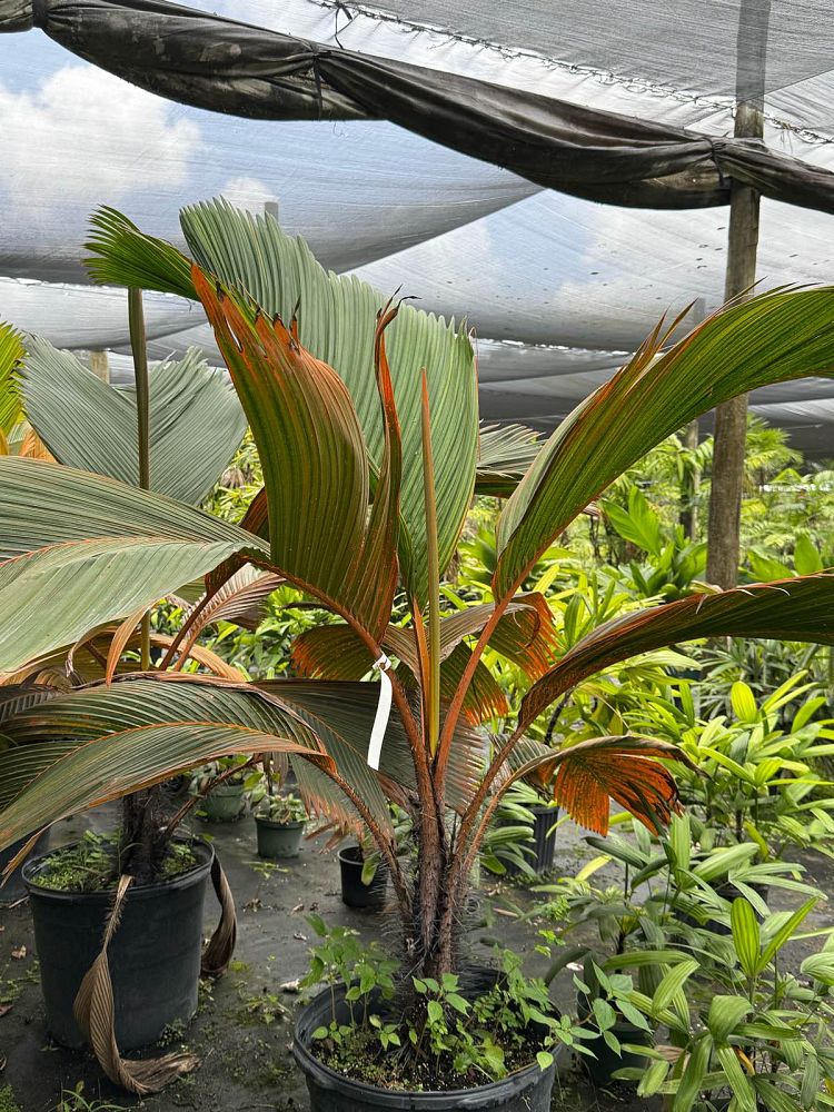phoenicophorium-borsigianum-thief-palm