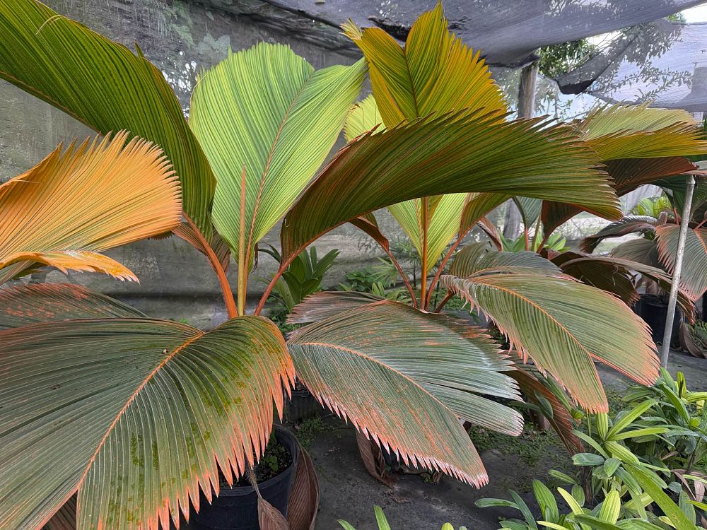phoenicophorium-borsigianum-thief-palm