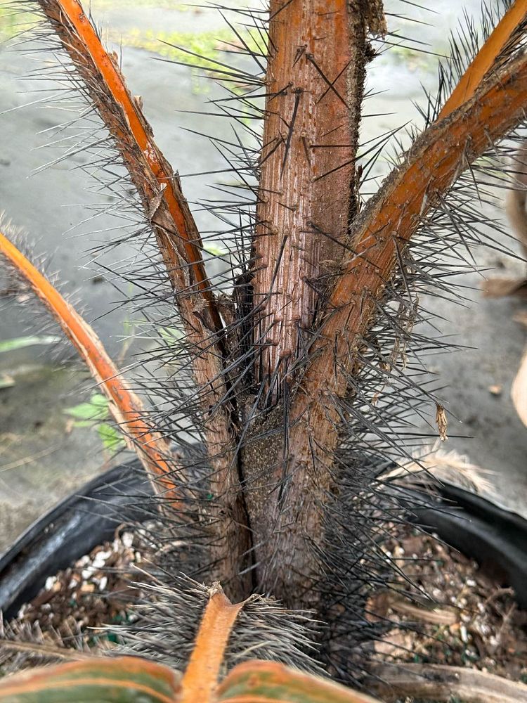 phoenicophorium-borsigianum-thief-palm