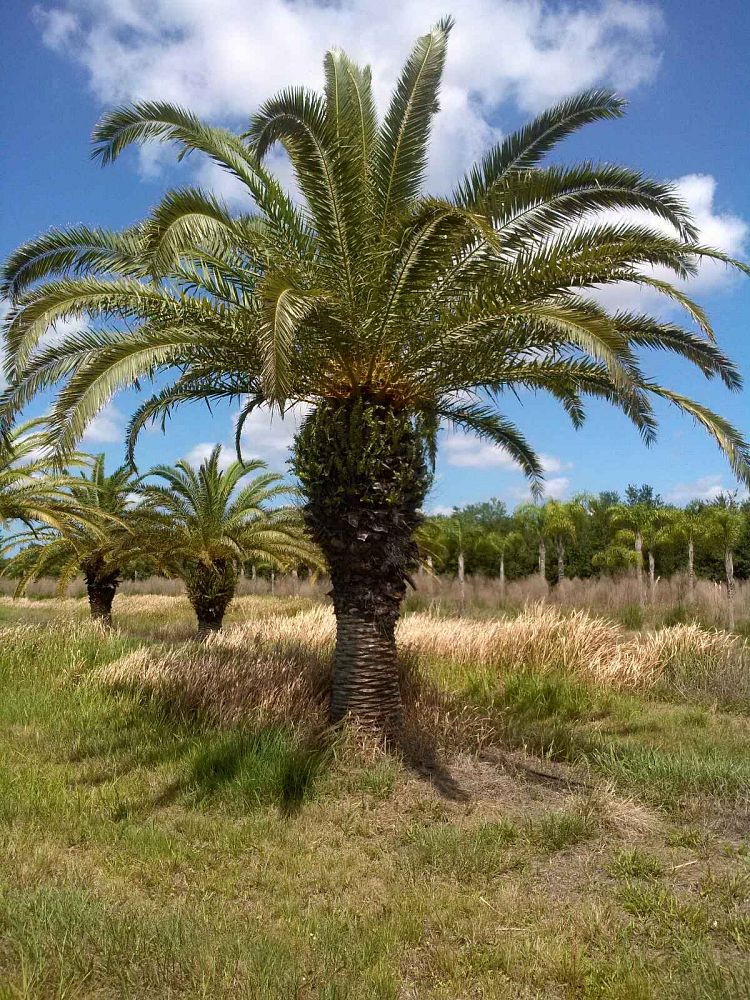 Финиковая пальма где растет природная зона