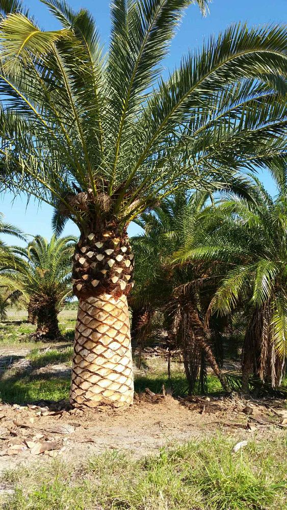 phoenix-canariensis-canary-island-date-palm-pineapple-palm