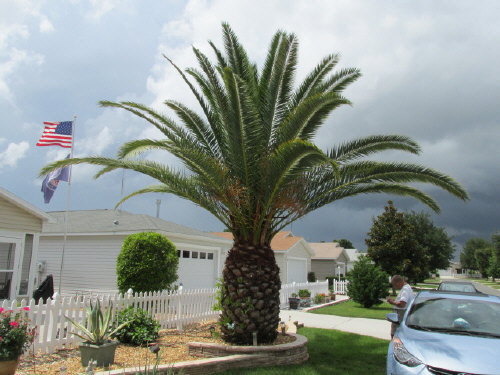 phoenix-canariensis-canary-island-date-palm-pineapple-palm