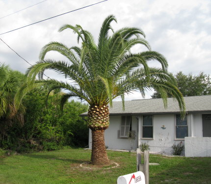 phoenix-canariensis-canary-island-date-palm-pineapple-palm