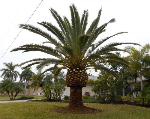 phoenix-canariensis-canary-island-date-palm-pineapple-palm