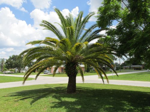 phoenix-canariensis-canary-island-date-palm-pineapple-palm