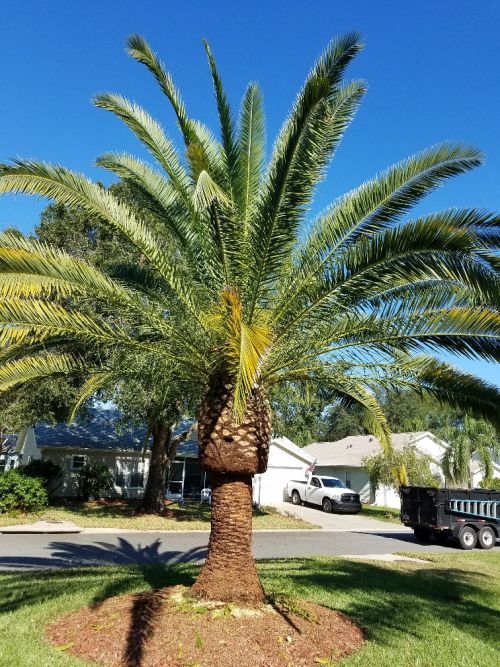phoenix-canariensis-canary-island-date-palm-pineapple-palm