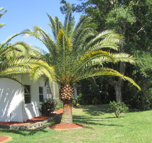 phoenix-canariensis-canary-island-date-palm-pineapple-palm