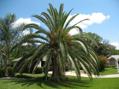 phoenix-canariensis-canary-island-date-palm-pineapple-palm