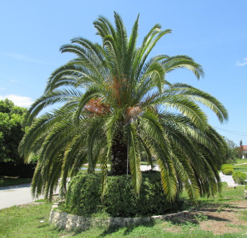 phoenix-canariensis-canary-island-date-palm-pineapple-palm