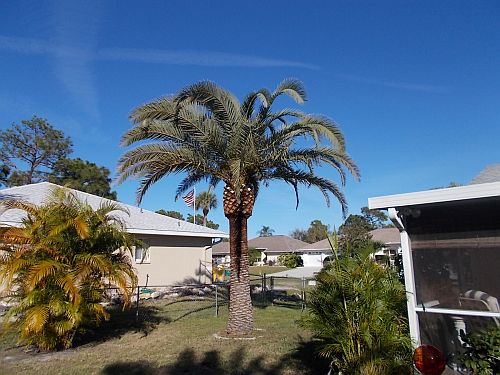 phoenix-canariensis-canary-island-date-palm-pineapple-palm