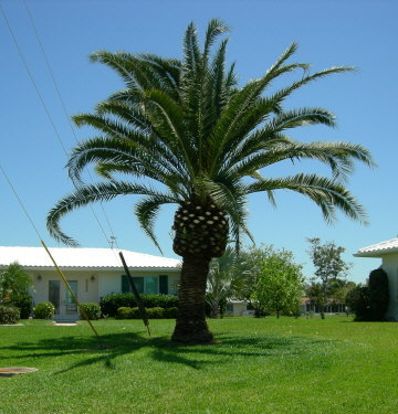 phoenix-canariensis-canary-island-date-palm-pineapple-palm