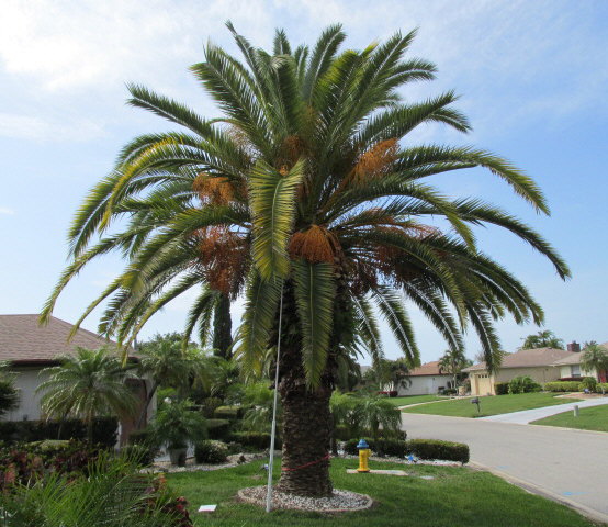 phoenix-canariensis-canary-island-date-palm-pineapple-palm