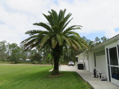 phoenix-canariensis-canary-island-date-palm-pineapple-palm