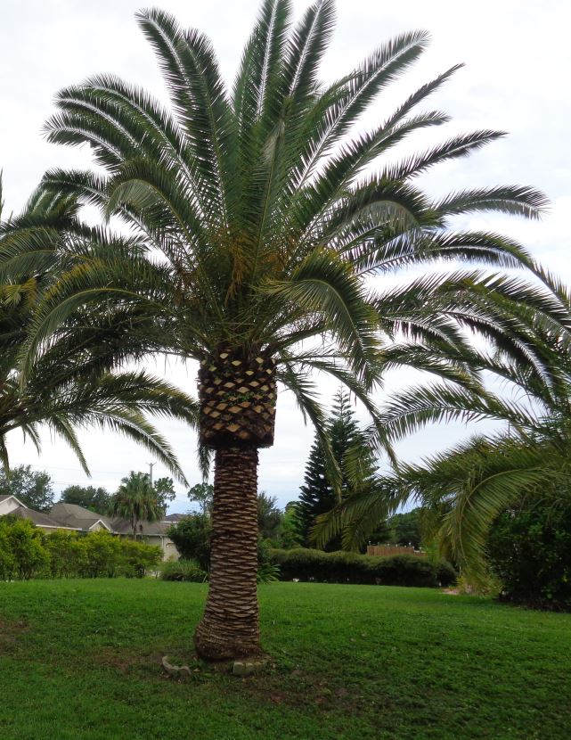 phoenix-canariensis-canary-island-date-palm-pineapple-palm