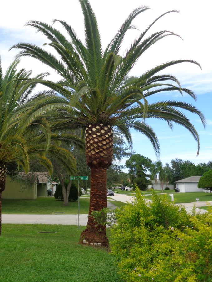 phoenix-canariensis-canary-island-date-palm-pineapple-palm