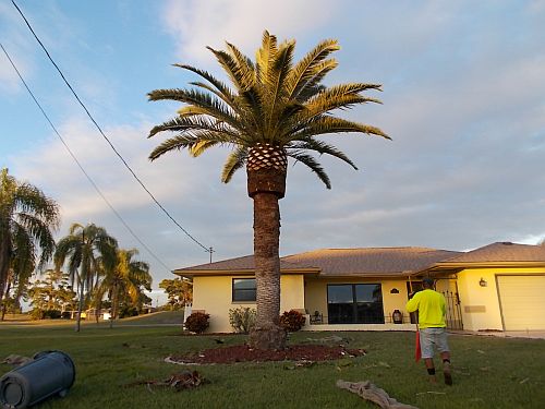 phoenix-canariensis-canary-island-date-palm-pineapple-palm