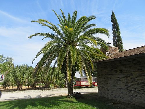 phoenix-canariensis-canary-island-date-palm-pineapple-palm
