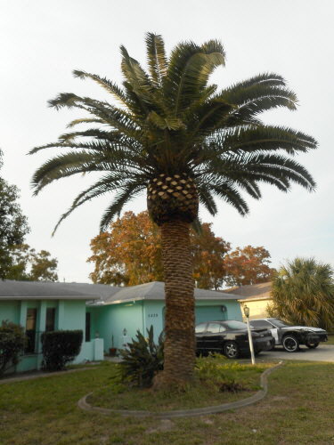 phoenix-canariensis-canary-island-date-palm-pineapple-palm