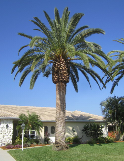 phoenix-canariensis-canary-island-date-palm-pineapple-palm