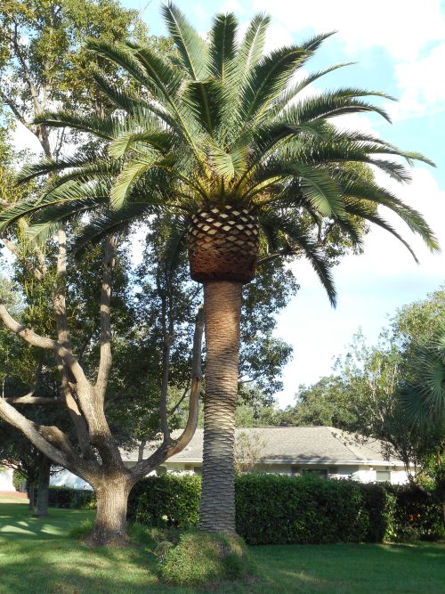phoenix-canariensis-canary-island-date-palm-pineapple-palm
