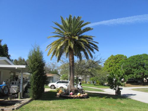 phoenix-canariensis-canary-island-date-palm-pineapple-palm