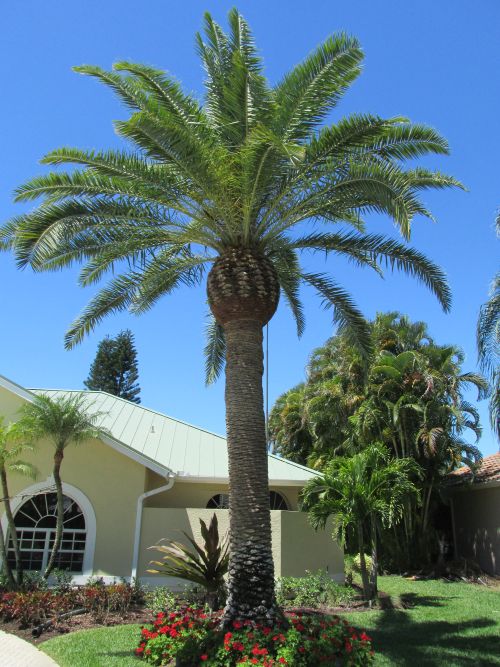phoenix-canariensis-canary-island-date-palm-pineapple-palm