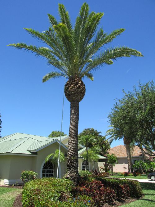 phoenix-canariensis-canary-island-date-palm-pineapple-palm