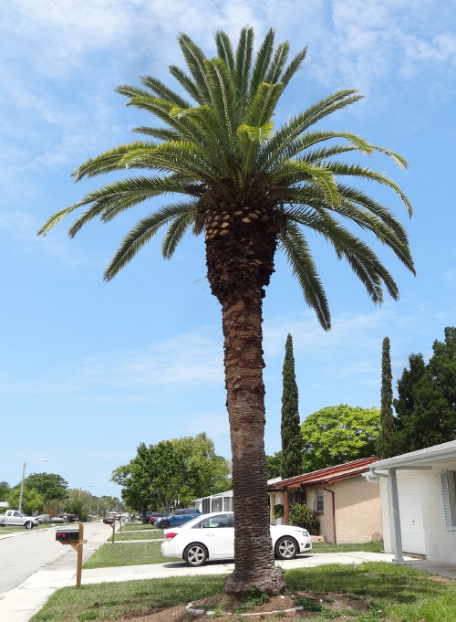 phoenix-canariensis-canary-island-date-palm-pineapple-palm